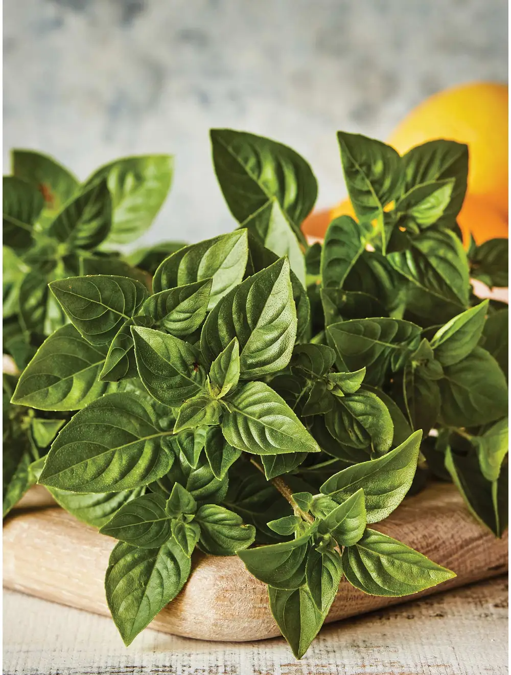 Basil, Lemon scented, Limoncello