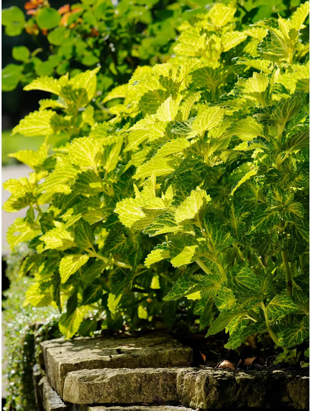 Coleus, Electric Lime