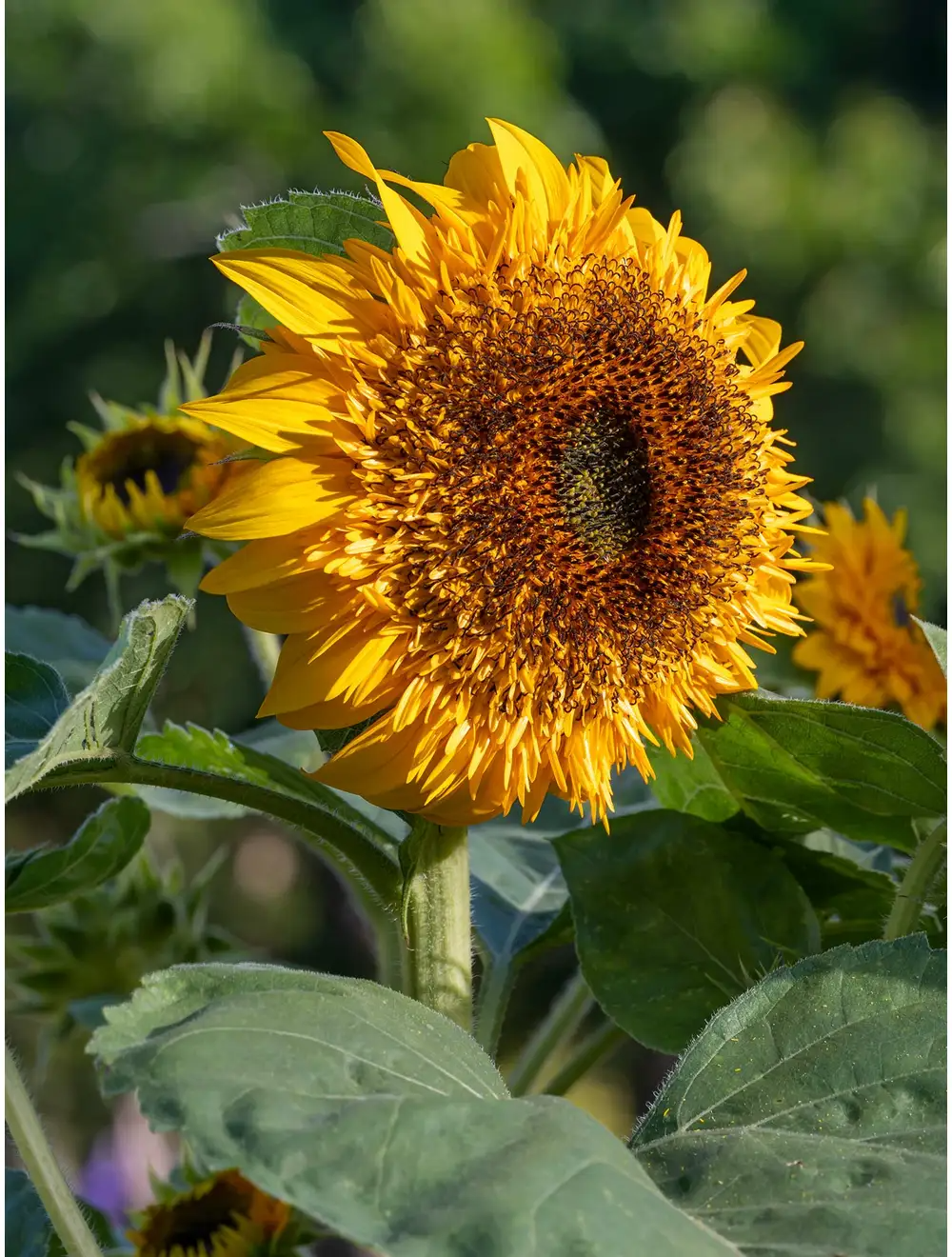 Sunflower, Crème Brûlée