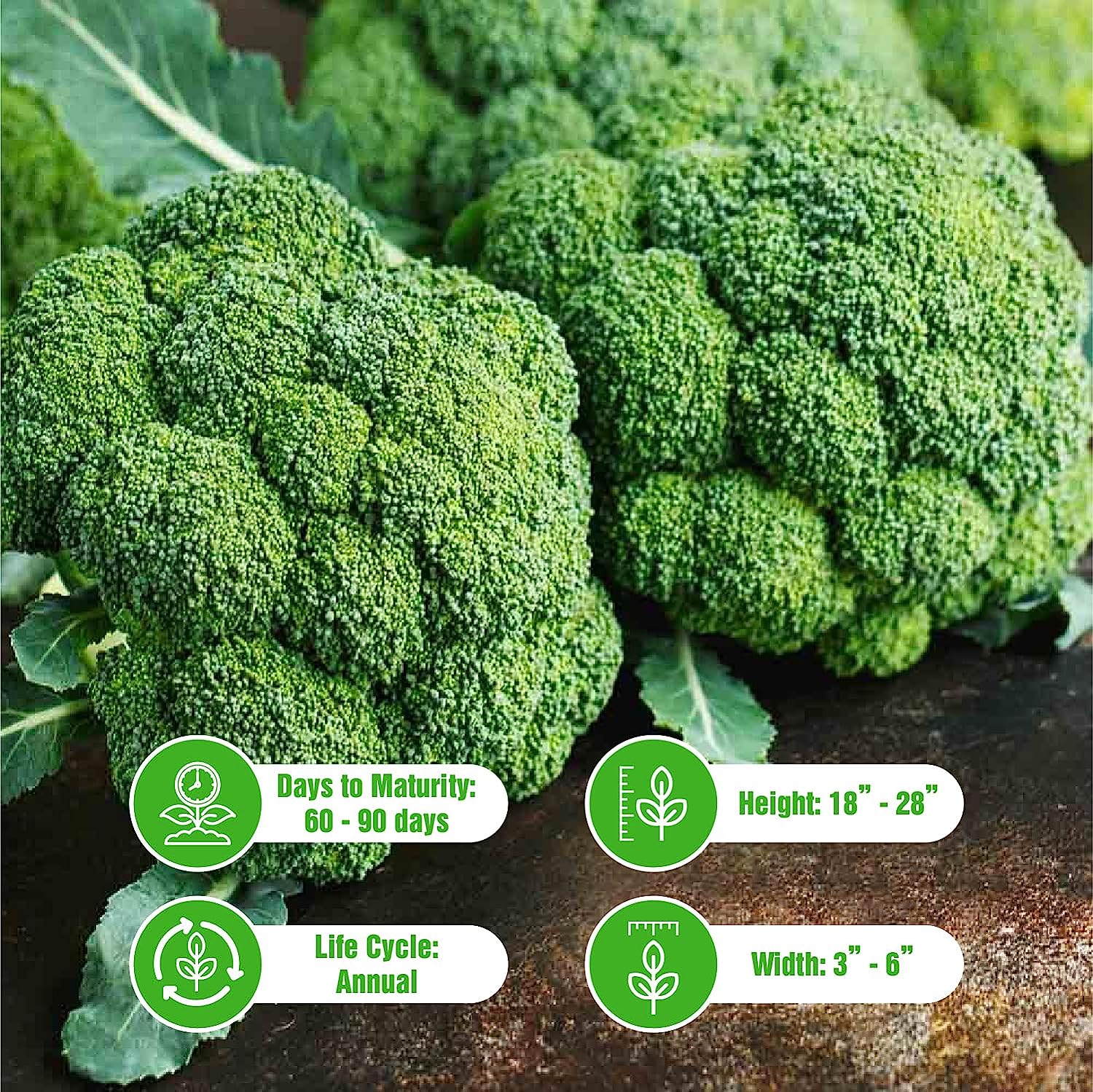 25 Broccoli Seeds for Gardening – Non GMO Heirloom Garden Plants, Seeds & Bulbs – Vegetable Seeds Gifts – Broccoli Organic Fresh – Organic Broccoli Seeds – Seeds for Planting Vegetables and Fruits