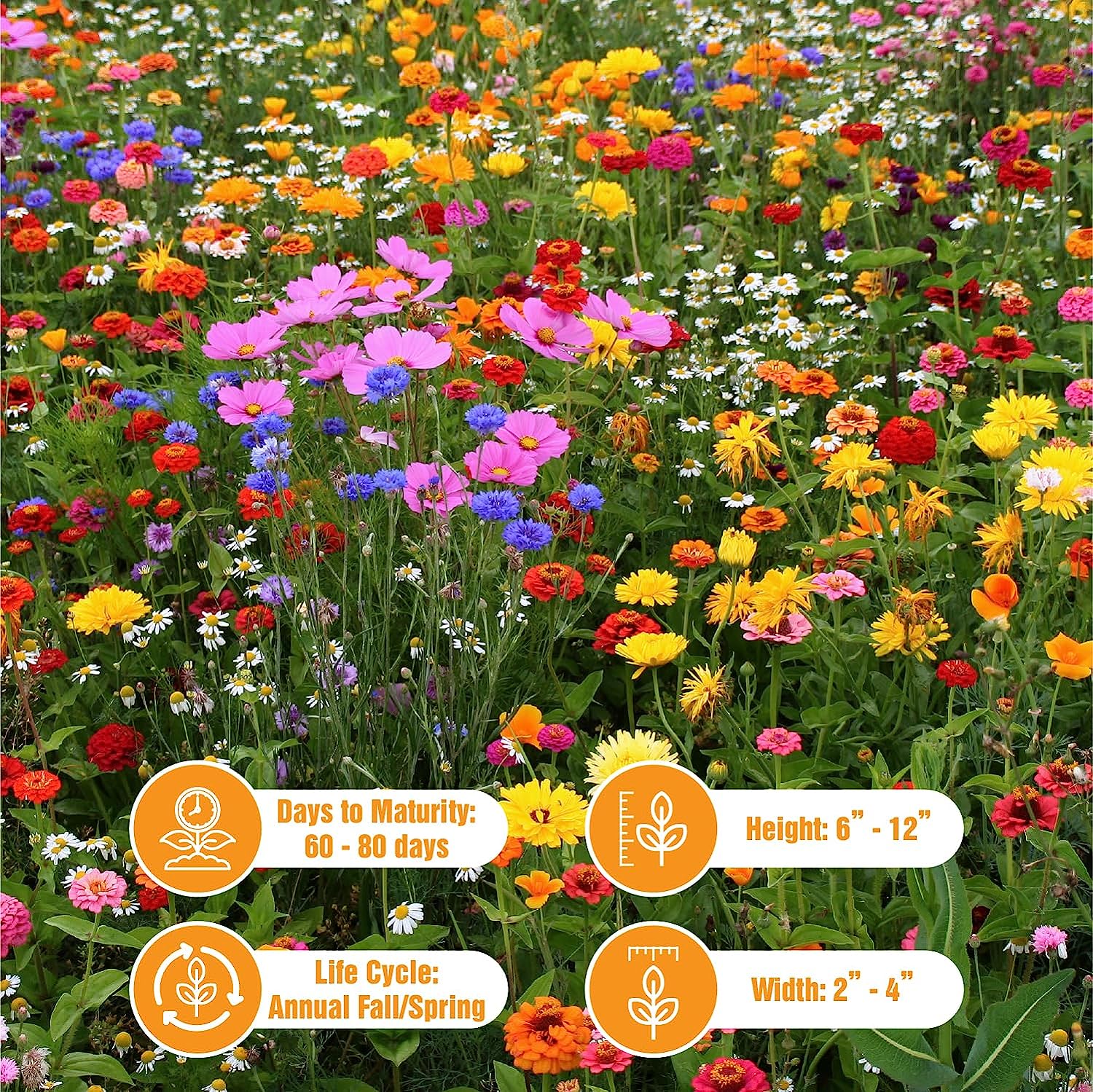 5000 Wildflower Seeds – Non GMO Heirloom Wildflower Seeds Perennial Bulk – Garden Plant – Wild Flower Seeds Perennial – Garden Gifts Wildflower Seed Mix – Wild Flower Seeds for Planting Outdoors